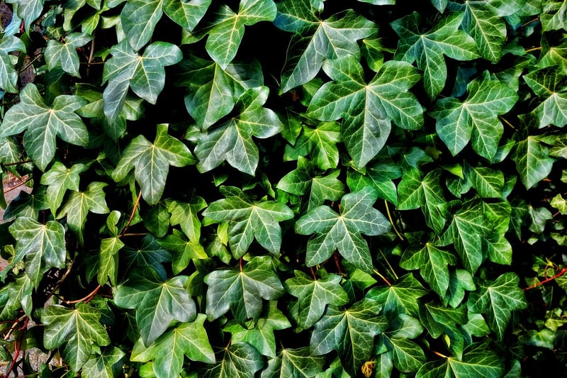 Cascading Plants